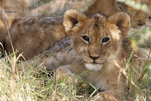 Löwe Junges (panthera leo)  Botswana  Afrika