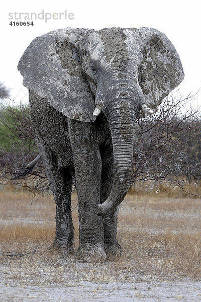 Elefant  Schlamm bedeckt  (Loxodonta africana)  Botswana  Afrika