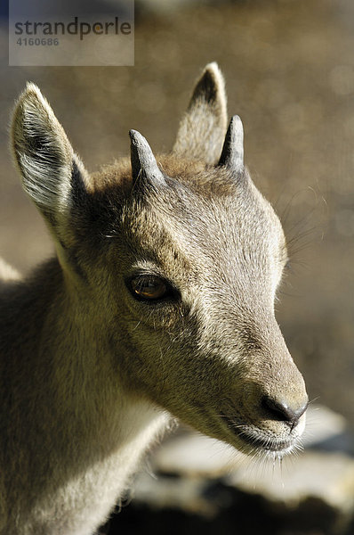 Junger Alpensteinbock (Capra ibex ibex)  Portraitaufnahme