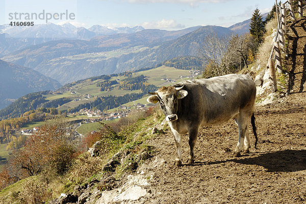 Männliches Rind vor Dolomitenpanorama  Pustertal  Südtirol  Italien