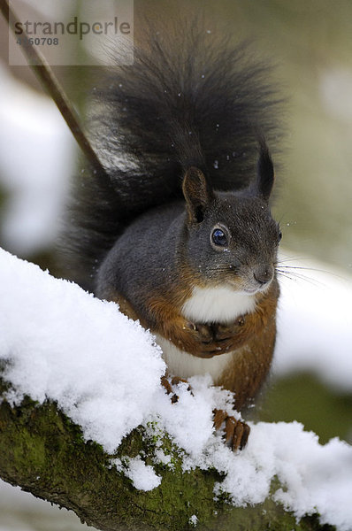 Europäisches Eichhörnchen (Sciurus vulgaris) im Schnee