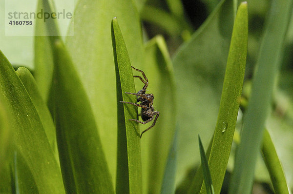 Kleine Spinne im Gras