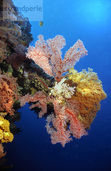 Unterwasserlandschaft mit Weichkorallen und Gorgonien