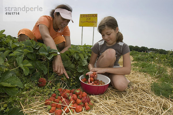 Mutter und Tochter pflücken Erdbeeren  Hessen  Deutschland.