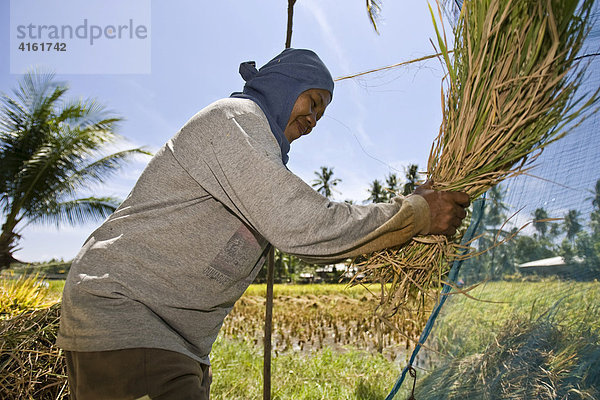 Reisernte  eine Frau drischt den Reis  Negros  Philippinen