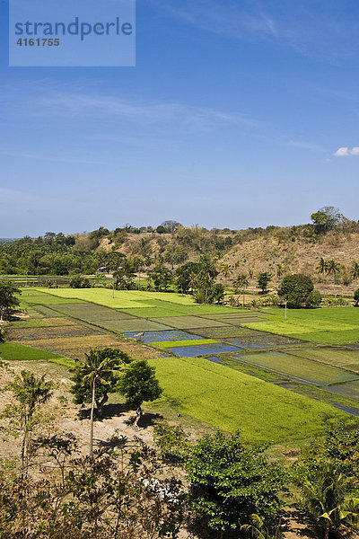 Reisfelder auf Negros  Philippinen