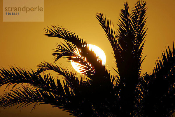 Dattelpalme im Sonnenuntergang  Marokko  Afrika
