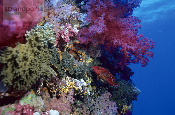 Juwelenzackenbarsch  Cephalopholis miniata im farbenprächtigen Koralleriff.