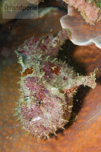 Gefleckter oder Sommersprossen Anglerfisch (Antennarius coccineus).