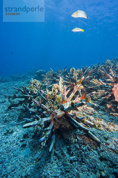 Korallenriff Schutzprogramm auf Indonesien im Marine National Park Bunaken. Neue Korallenriffe sollen durch speziell dafür vorgesehene künstliche Betonsteine entstehen. Nordsulawesi  Indonesien.