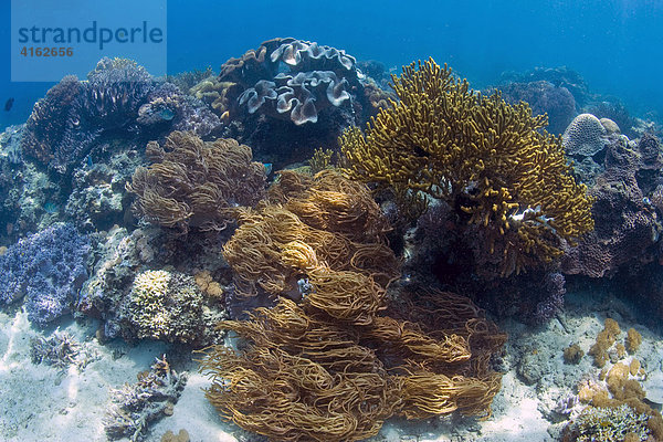 Korallenriff im Unterwasser Nationalpark von Bunaken  Sulawesi  Indonesien.