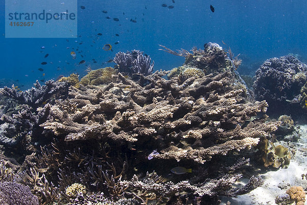 Korallenriff im Unterwasser Nationalpark von Bunaken  Sulawesi  Indonesien.