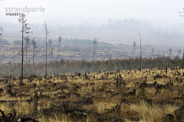 Umweltkatastrophe durch Sturm und Waldbrand im Jahr 2005  Hohe Tatra  Slowakei