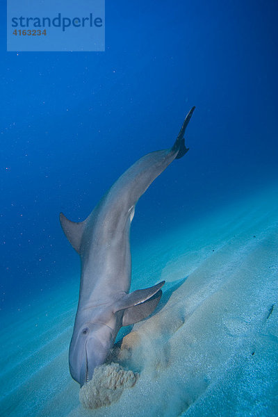 Delphin  Großer Tümmler (Tursiops truncatus)  sucht im Sand nach verborgenen Fischen  Roatan  Honduras  Karibik