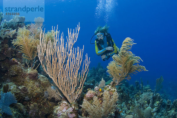Taucherin schwimmt im mit Gorgonien bewachsenen Karibischen Korallenriff  Roatan  Honduras  Zentralamerika