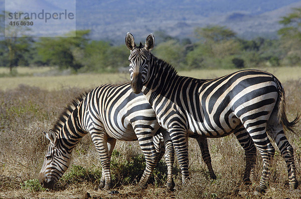 Steppenzebra (Equus quagga)  Samburu National Park  Kenia