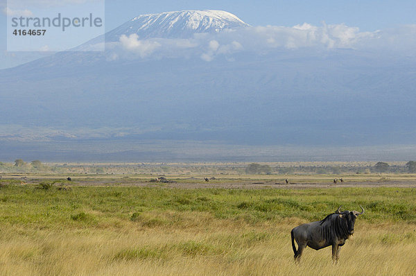 Gnu vor Kilimandscharo  Amboseli National Park  Kenia  Afrika
