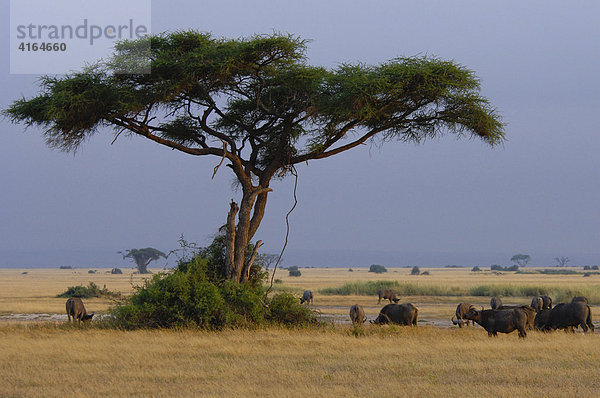 Schirmakazie (Acacia tortilis) mit Büffeln  Amboseli National Park  Kenia  Afrika