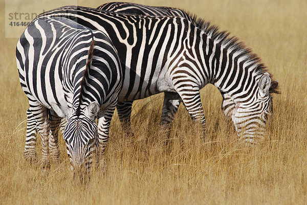 Steppenzebras (Equus burchelli) äsend  Masai Mara  Kenia  Afrika