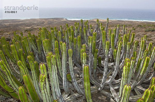 Kanaren-Wolfsmilch (Euphorbia canariensis) bei Cofete  Fuerteventura  Kanarische Inseln  Spanien