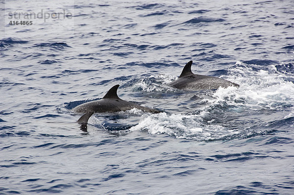 Delfine an der Küste vor Moro Jable  Fuerteventura  Kanarische Inseln  Spanien