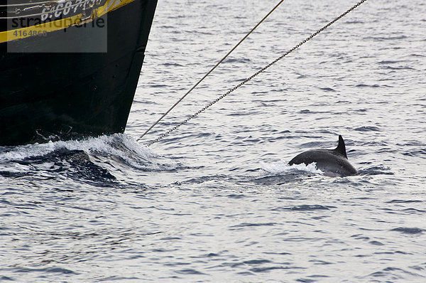 Alter Schoner mit Delfinen an der Küste vor Moro Jable   Fuerteventura   Kanarische Inseln  Spanien