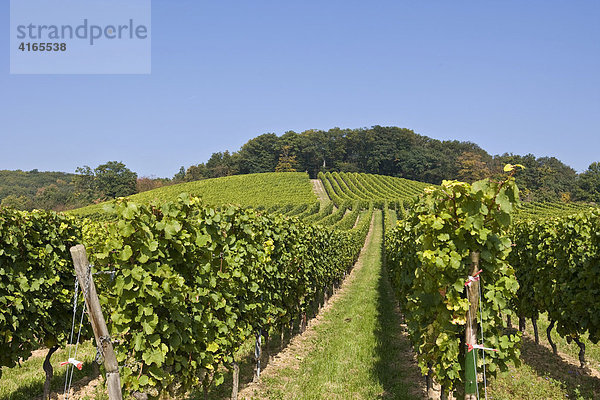 Weinreben auf Weinberg mit Trauben  Rheingau  Hessen  Deutschland