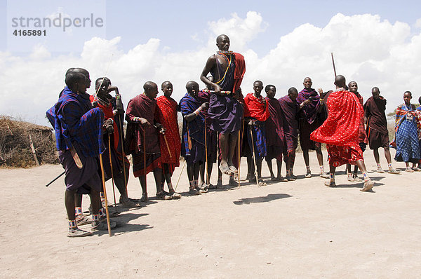 Massai  Massaikrieger beim traditionellen Tanz  Amboseli National Park  Kenia  Afrika