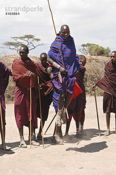 Massai  Massaikrieger beim traditionellen Tanz  Amboseli National Park  Kenia  Afrika