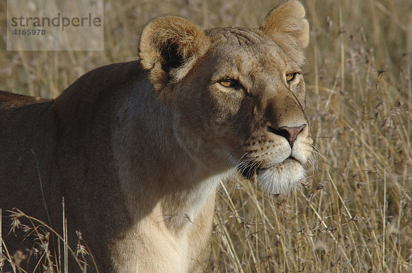 Löwin (Panthera leo) Masai Mara  Kenia  Afrika