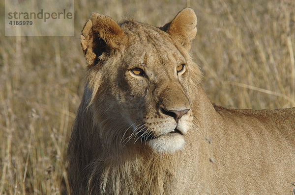 Löwe (Panthera leo) Masai Mara  Kenia  Afrika
