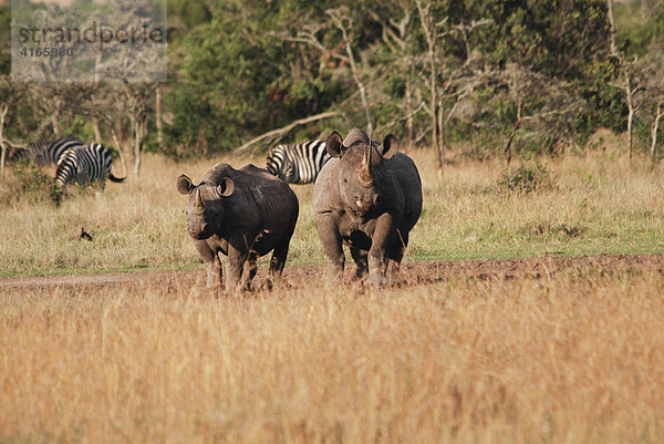 2 Spitzmaulnashörner (Diceros bicornis)  Samburu Reservat  Kenia  Afrika