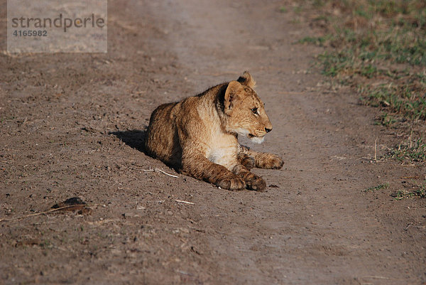 Löwenbaby liegt auf Sandpiste (Panthera leo)  Masai Mara  Kenia  Afrika