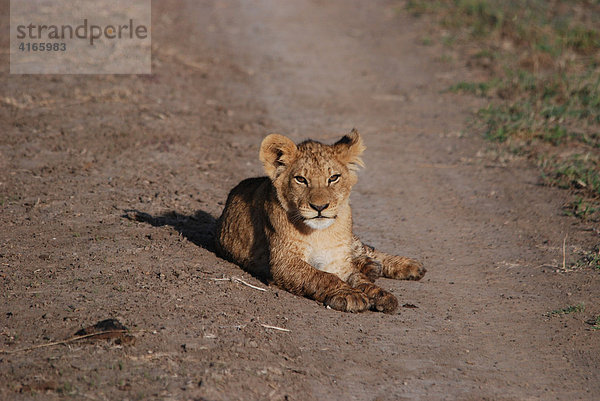 Löwenbaby liegt auf Sandpiste (Panthera leo)  Masai Mara  Kenia  Afrika