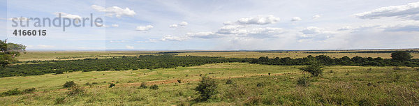 Masai Mara Nationalpark  Kenia  Afrika