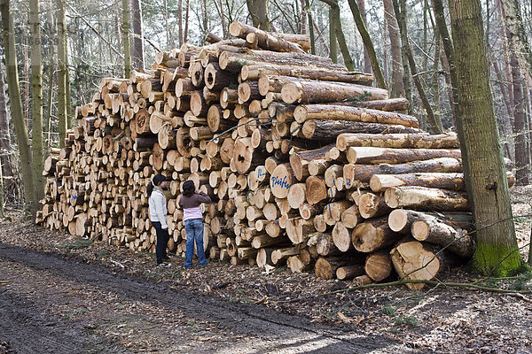 Kinder stehen vor einem großen Stapel von geschlagenem Holz  Sturmschäden in Deutschland  Holz das durch Windschlag gefällt wurde  Hessen  Deutschland