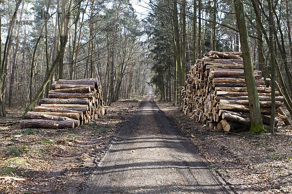 Sturmschäden in Deutschland  Holz das durch Windschlag gefällt wurde und im Wald gestapelt wurde  Hessen  Deutschland