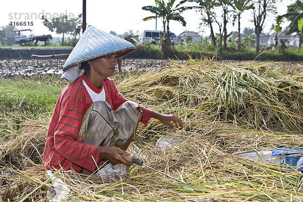 Frau mit traditionellem Sonnenhut bearbeitet Reis auf einem Reisfeld  Insel Lombok  Kleine Sunda-Inseln  Indonesien