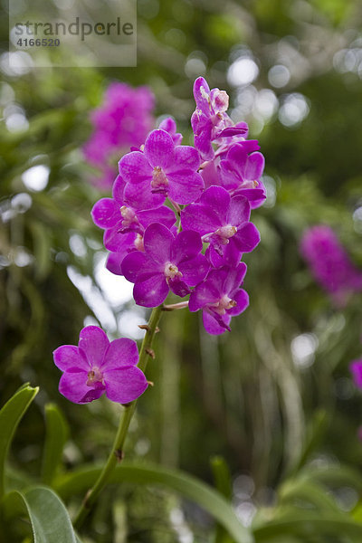 Orchidee (Orchidaceae) im Botanischen Garten  National Orchard Garden  Orchideengarten in Singapur  Südostasien
