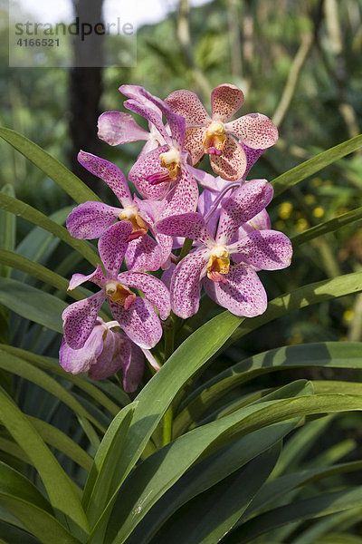Gefleckte Orchidee (Orchidaceae) im Botanischen Garten  National Orchard Garden  Orchideengarten in Singapur  Südostasien