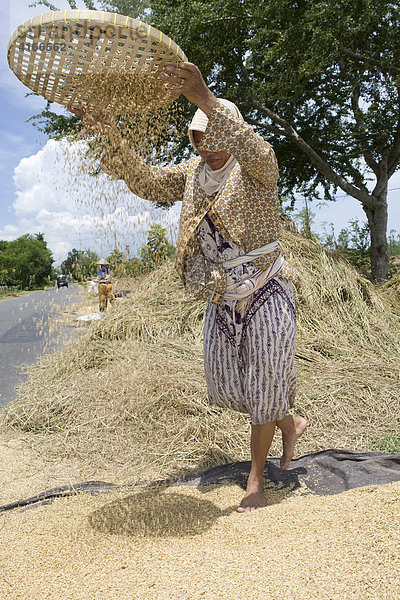 Frau lässt Reis durch ein Sieb fallen  um die Reisschale durch den Wind vom Reis zu trennen  Insel Lombok  Kleine-Sunda-Inseln  Indonesien