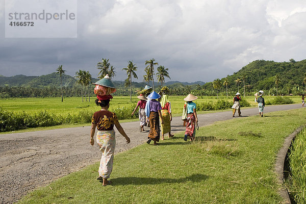 Bunt gekleidete Frauen tragen Reis auf Ihrem Kopf  hinten die Reisfelder  bei Biraq  Insel Lombok  Kleine-Sunda-Inseln  Indonesien