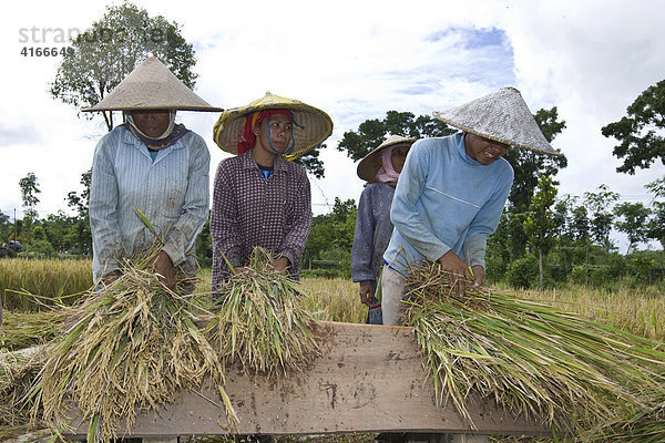 Frauen schlagen Reispflanzen auf ein Brett um die Reiskörner aus den Pflanzen zu lösen  Insel Lombok  Kleine Sunda-Inseln  Indonesien  Asien