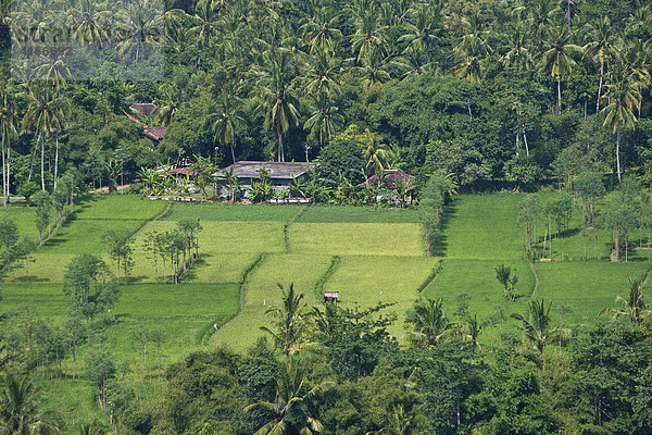 Ausgedehnte Reisfelder die von Palmen umgeben sind im Süden der Insel Lombok  Kleine Sunda-Inseln  Indonesien  Asien