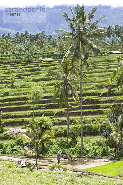 Bauer bestellt mit einem Ochsen sein Reisfeld  hinten Reisterassen  Insel Lombok  Kleine Sunda-Inseln  Indonesien  Asien