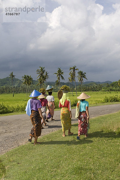 Frauen gehen nach der Arbeit zu ihrem Dorf  hinten ein Reisfeld mit Palmen  Insel Lombok  Kleine Sunda-Inseln  Indonesien  Asien