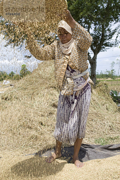 Frau lässt Reis durch ein Sieb fallen  um die Reisschale durch den Wind vom Reis zu trennen  Insel Lombok  Kleine Sunda-Inseln  Indonesien  Asien