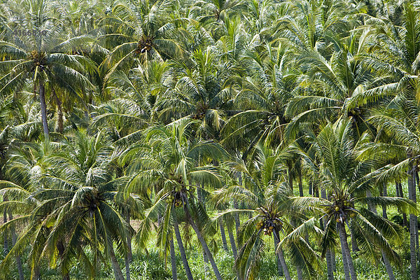 Palmen in einer Palmenplantage  Insel Lombok  Kleine Sunda-Inseln  Indonesien  Asien