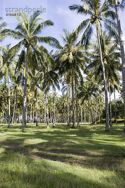 Palmenplantage zur Gewinnung von Copra  Insel Lombok  Kleine Sunda-Inseln  Indonesien  Asien