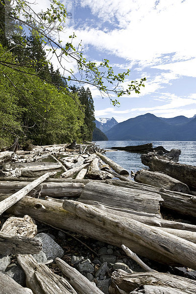 Umgestürzte Bäume liegen am Ufer des Pitt Lake  Vancouver  British Columbia  Kanada  Nordamerika